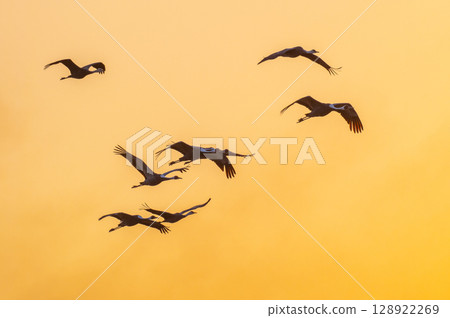 Cranes Flying at Dawn - Izumi, Kagoshima Prefecture - Cranes Flying at Dawn - Izumi, Kagoshima Prefecture - 128922269