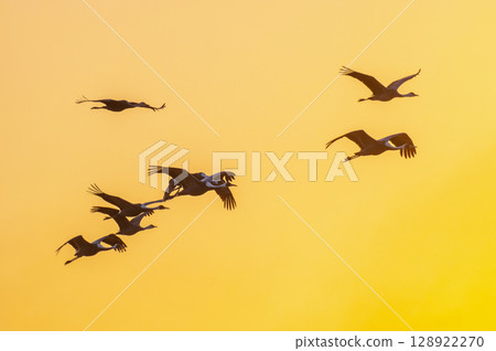 Cranes Flying at Dawn - Izumi, Kagoshima Prefecture - 128922270