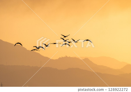 黎明時分的鶴群——鹿兒島縣和泉市—— 128922272