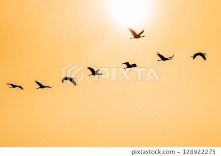 Cranes Flying at Dawn - Izumi, Kagoshima Prefecture - 128922275