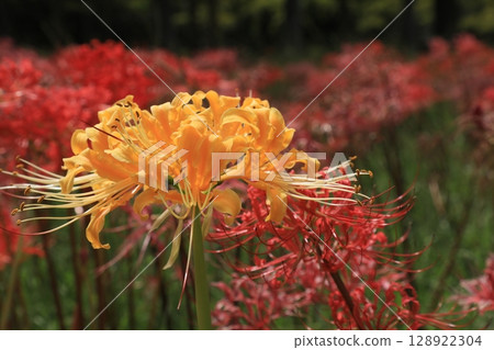 群集孤挺花盛開在公園裡 群集孤挺花盛開在公園裡 128922304