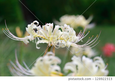 群集孤挺花盛開在公園裡 128922313