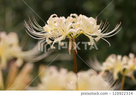 群集孤挺花盛開在公園裡 128922314