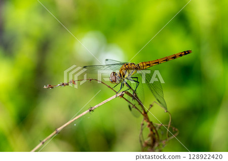 Midsummer Dragonfly Midsummer Dragonfly 128922420