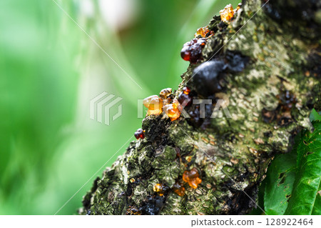 Crystal clear peach gum on the trunk of peach tree 128922464