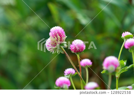 Red flower Red flower 128922538