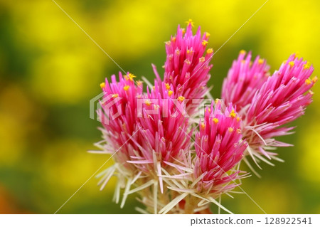 Red flower 128922541