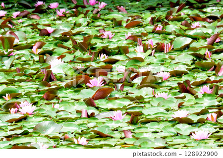 Snake's Nose 2025-6-21 #64 128922900