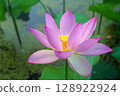 花葉公園 清晨的蓮花 古蓮花 128922924