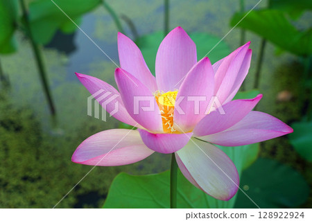 花葉公園 清晨的蓮花 古蓮花 128922924