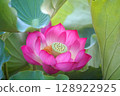 花葉公園：清晨的蓮花 128922925