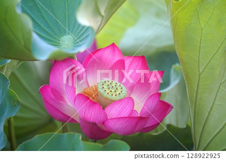 Hanahasu Park: Early morning lotus flowers 128922925