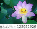 花葉公園 清晨的蓮花 古蓮花 128922926