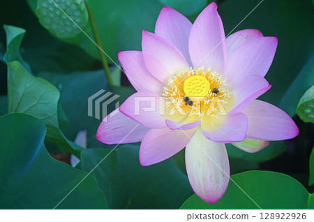 Hanahasu Park Early Morning Lotus Ancient Lotus 128922926