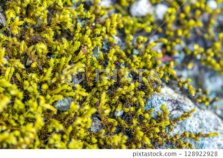 Until the moss Until the moss 128922928