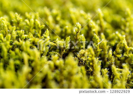 Until the moss Until the moss 128922929