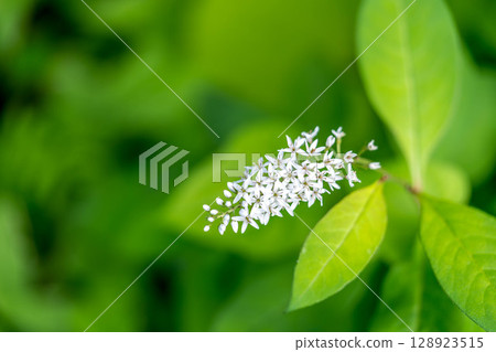 Small white flower in midsummer - Loosestrife 128923515
