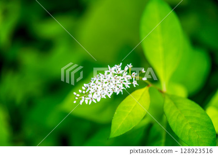 Small white flower in midsummer - Loosestrife 128923516