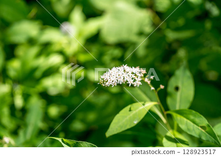 Small white flower in midsummer - Loosestrife 128923517