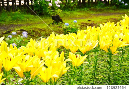A colorful lily garden in full bloom A colorful lily garden in full bloom 128923664
