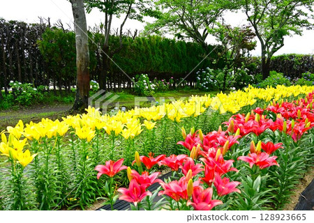 A colorful lily garden in full bloom 128923665
