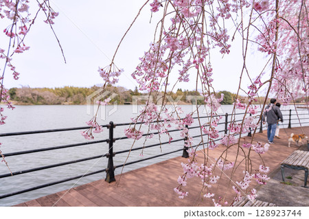 Spring in Hokusei Central Park, Yokkaichi City, Mie Prefecture. A person walking a dog on a wooden deck with weeping cherry blossoms and a pond. Spring in Hokusei Central Park, Yokkaichi City, Mie Prefecture. A person walking a dog on a wooden deck with weeping cherry blossoms and a pond. 128923744