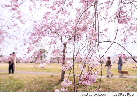 Spring in Hokusei Central Park, Yokkaichi City, Mie Prefecture. Mother and child enjoying the weeping cherry blossoms and spring. People walking their dogs. 128923990