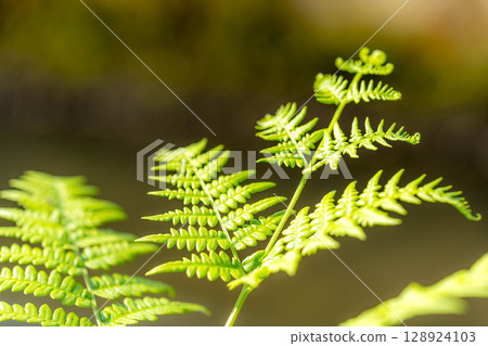 夏日陽光和蕨類植物 夏日陽光和蕨類植物 128924103