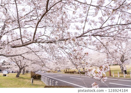 春天的北星中央公園,又稱櫻花林,位於三重縣四日市市 春天的北星中央公園,又稱櫻花林,位於三重縣四日市市 128924184