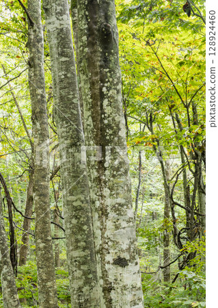 山毛櫸樹和森林背景靜靜地矗立在漸深的秋日里 山毛櫸樹和森林背景靜靜地矗立在漸深的秋日里 128924460
