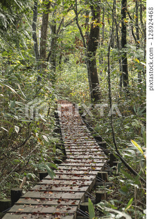 A boardwalk leading to a wetland in a beech forest A boardwalk leading to a wetland in a beech forest 128924468