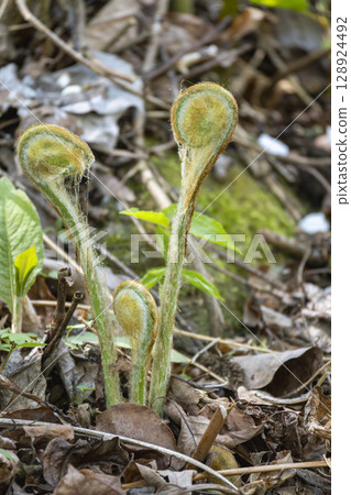 春季山間出現的野生植物：蕨類植物 128924492