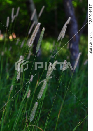 Tall wild grass with seed heads in forest clearing  128924617