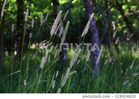 Tall wild grass with seed heads in forest clearing Tall wild grass with seed heads in forest clearing 128924620