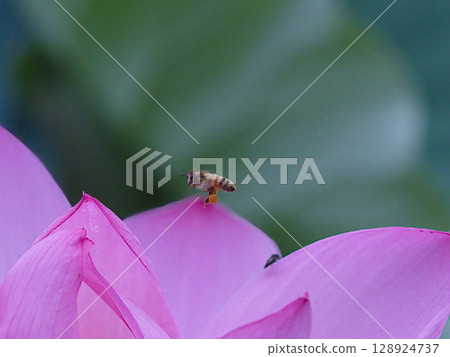 蜜蜂在蓮花上飛翔 蜜蜂在蓮花上飛翔 128924737