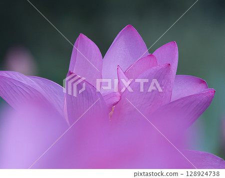 蓮花,純潔的花 蓮花,純潔的花 128924738