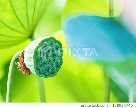 蓮花樹幹 128924740