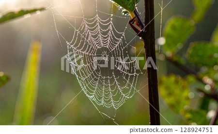 Close-up of spider web and green leaves glistening with morning dew 128924751