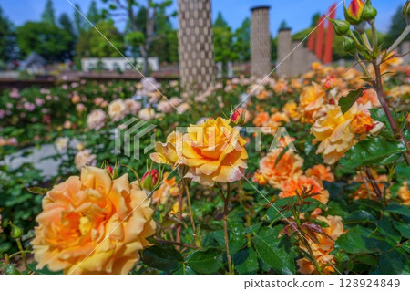 A park scene with orange roses in full bloom against a blue sky A park scene with orange roses in full bloom against a blue sky 128924849