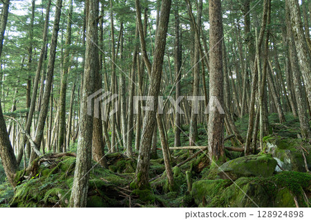 Moss Forest Yatsugatake Moss Forest Yatsugatake 128924898