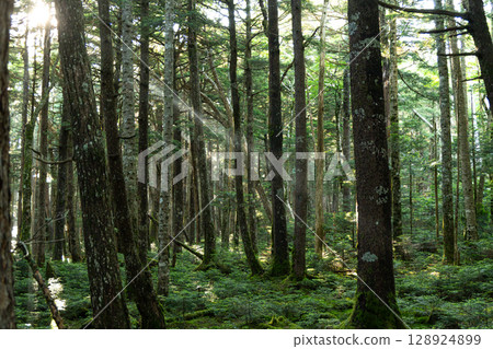 苔蘚森林八岳 苔蘚森林八岳 128924899