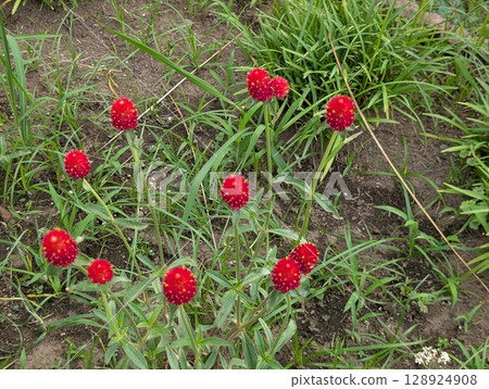 The red-orange flowers of the yellow globe amaranth blooming in a garden in early summer The red-orange flowers of the yellow globe amaranth blooming in a garden in early summer 128924908
