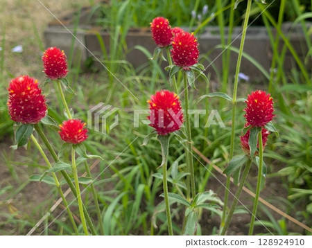 The red-orange flowers of the yellow globe amaranth blooming in a garden in early summer The red-orange flowers of the yellow globe amaranth blooming in a garden in early summer 128924910