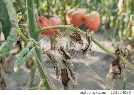 Tomato with curled brown leaves affected by late blight 128924928