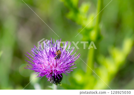 A bee playing with a thistle flower A bee playing with a thistle flower 128925030