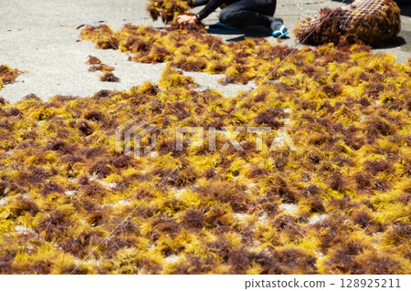 Agar seaweed dried outdoors Agar seaweed dried outdoors 128925211