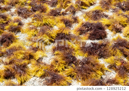 Agar seaweed dried outdoors Agar seaweed dried outdoors 128925212