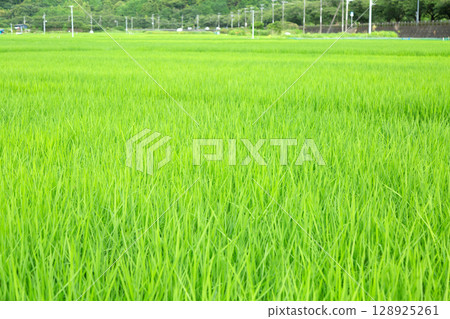 Rice in paddy fields Rice in paddy fields 128925261