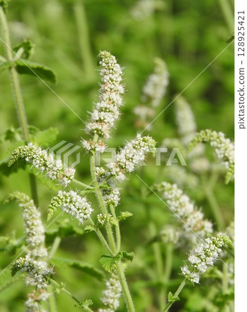 「蘋果薄荷」是薄荷科的多年生植物,夏季開花。 「蘋果薄荷」是薄荷科的多年生植物,夏季開花。 128925421