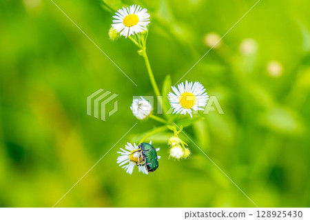 A flower beetle playing with a lily of the valley flower A flower beetle playing with a lily of the valley flower 128925430